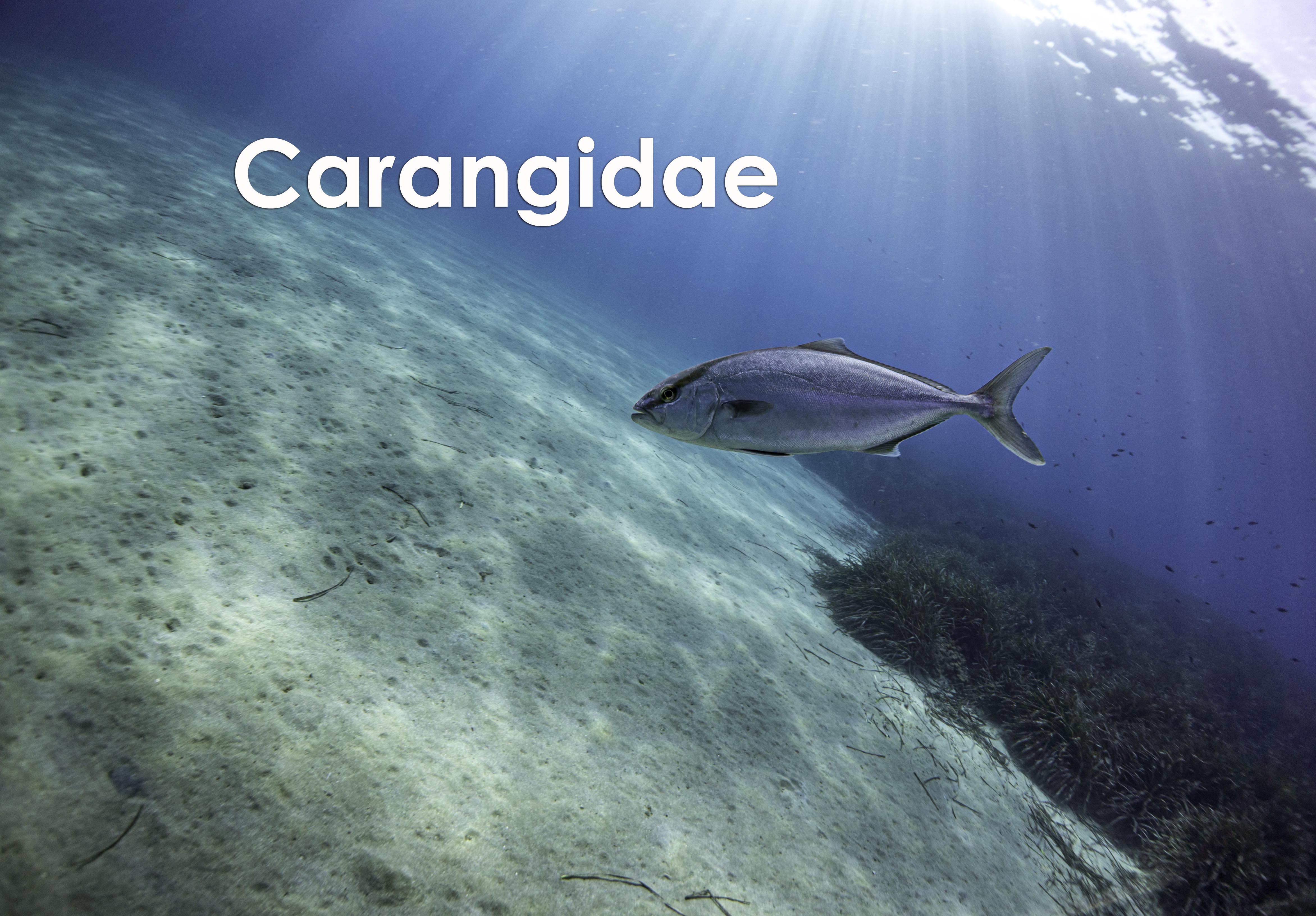 carangidae