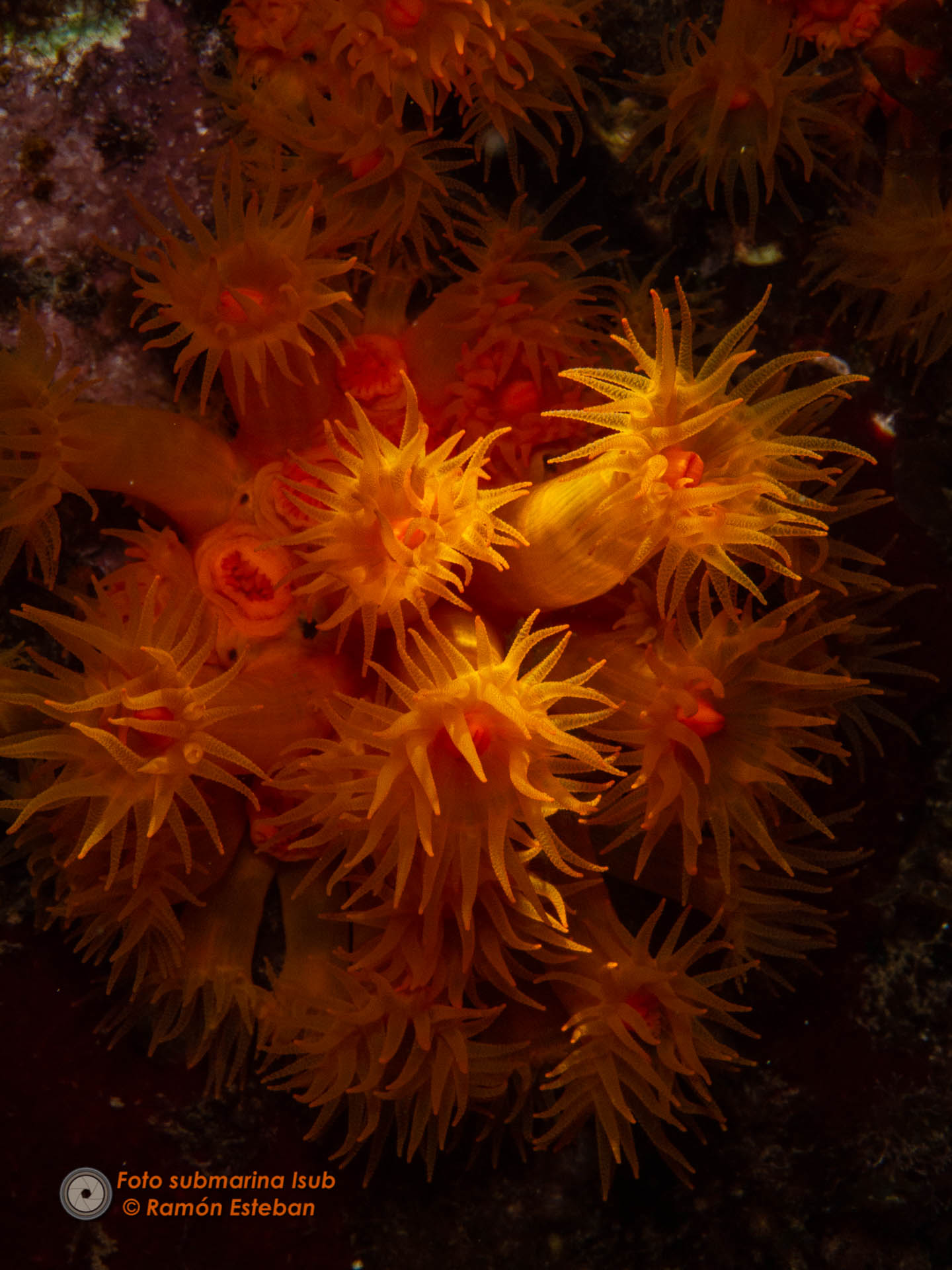 Coral anaranjado