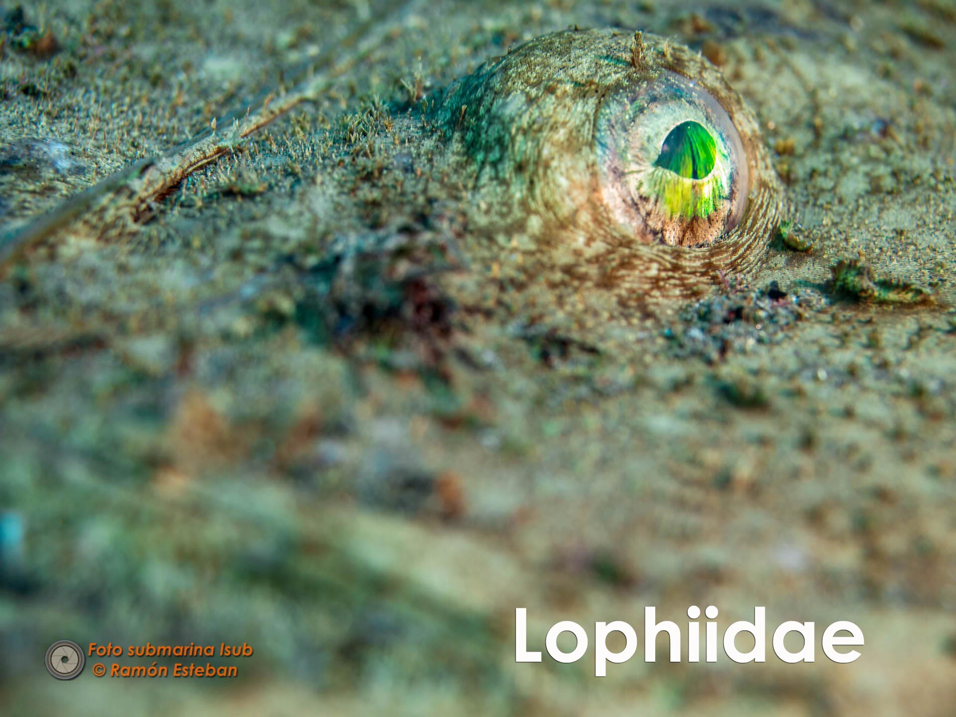 lophiidae