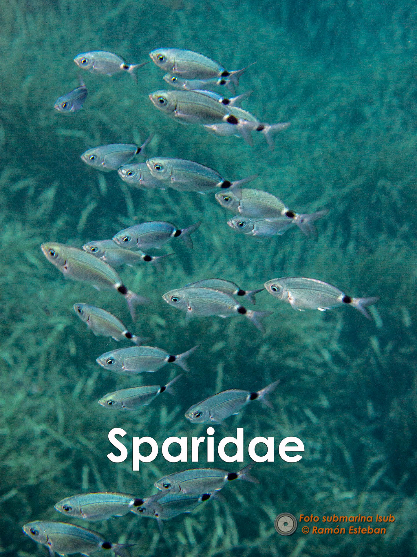 sparidae